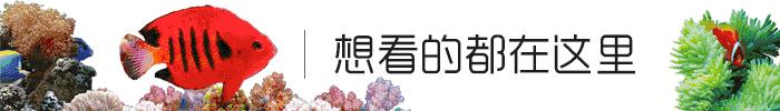 敢爱又不敢养？海水鱼饲养哪有这么难