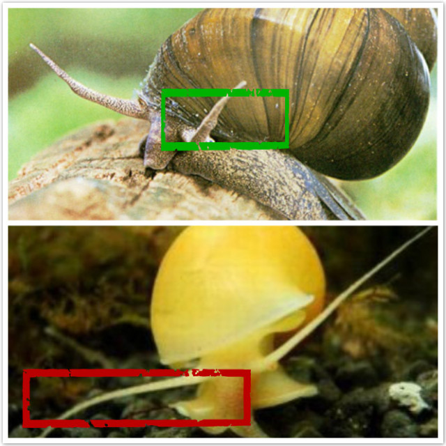 福寿螺寄生虫真实案,女子吃福寿螺感染寄生虫