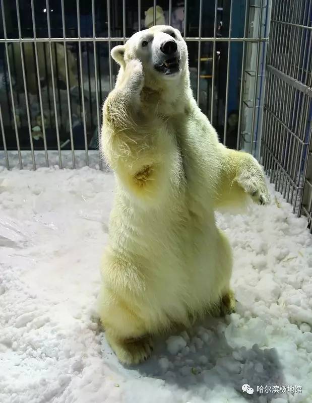 孩子去极地馆总是玩不够？现在一家三口无限次畅游只要650元｜还有机会抢免费门票