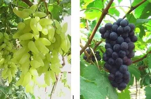 长沙葡萄采摘,长沙天露葡萄采摘时间