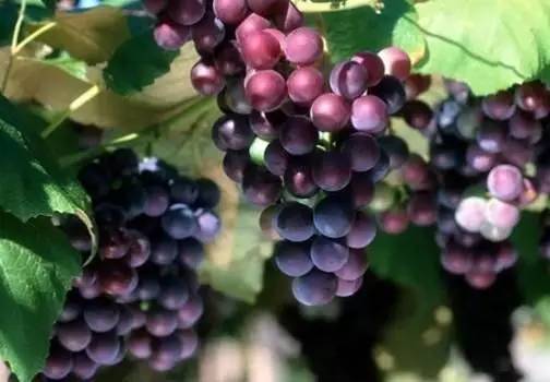 长沙葡萄采摘,长沙天露葡萄采摘时间