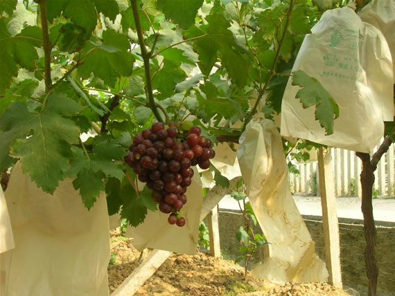 长沙葡萄采摘,长沙天露葡萄采摘时间