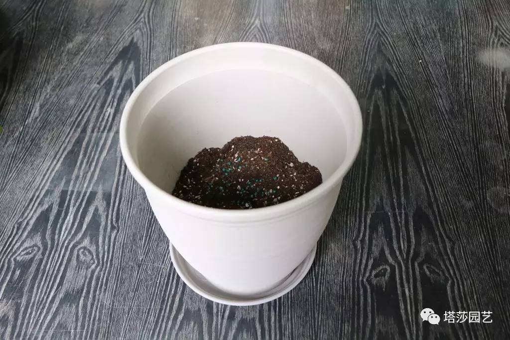 彩色马蹄莲种植指南,彩色马蹄莲种植方法