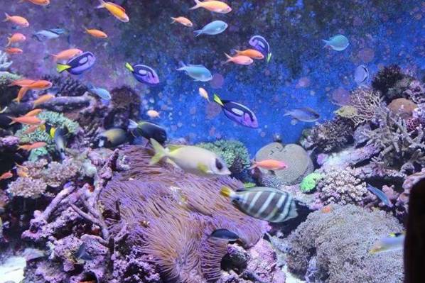 敢爱又不敢养？海水鱼饲养哪有这么难