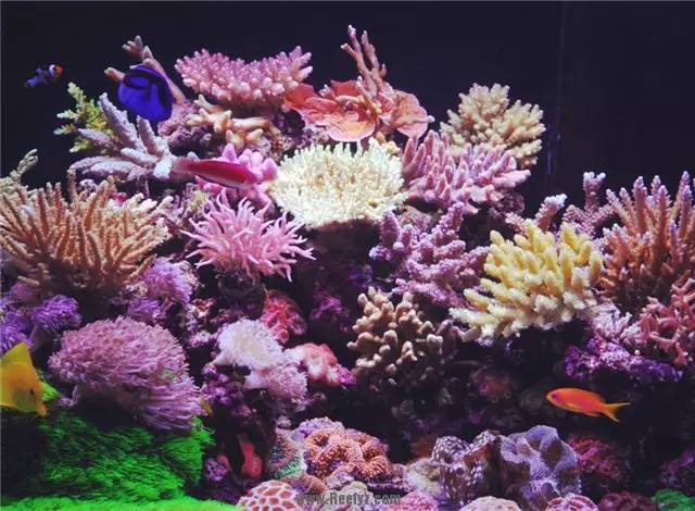 敢爱又不敢养？海水鱼饲养哪有这么难