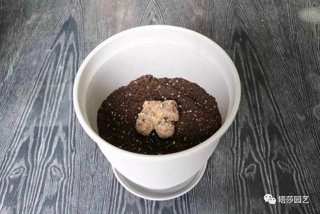 彩色马蹄莲种植指南,彩色马蹄莲种植方法