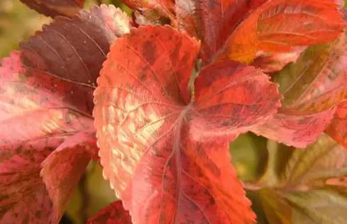 偏振镜是摄影必备吗,偏振镜用于什么拍摄