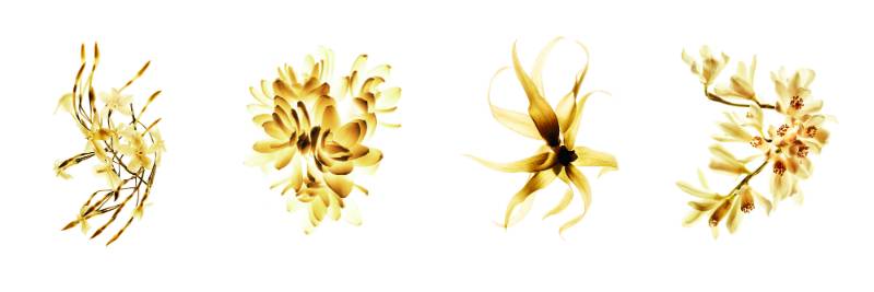 「这个香水有麝香用了会流产的！」｜拜托，别再闹这种国际笑话了好吗？