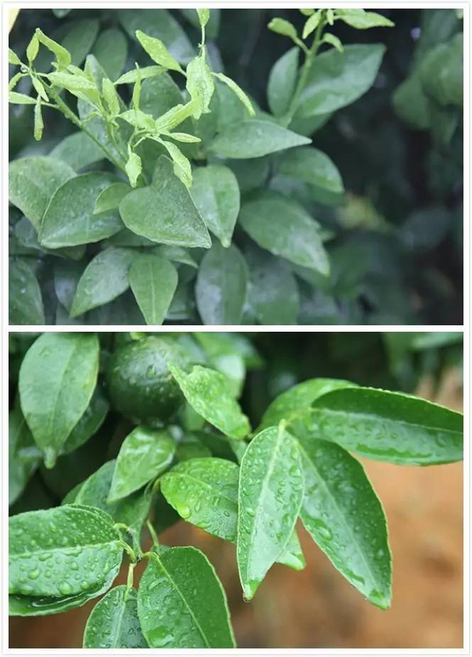 桂林集琦阿维菌素价格表,桂林集琦农业有限公司