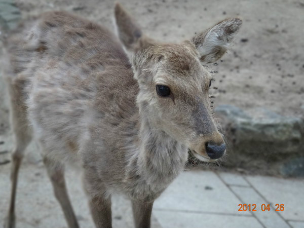 7天日本自由行多少钱,日本七天游自由行
