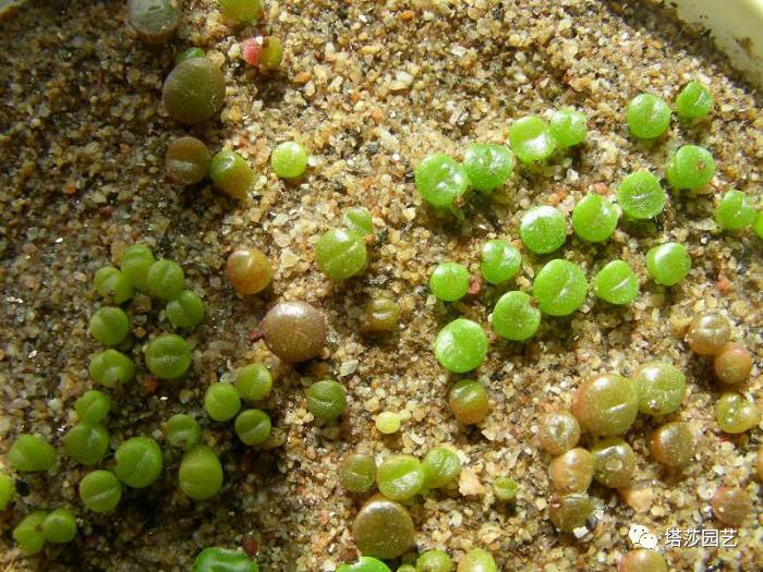 生石花的种子是自己的品种吗,生石花像丝绒一样的是什么品种