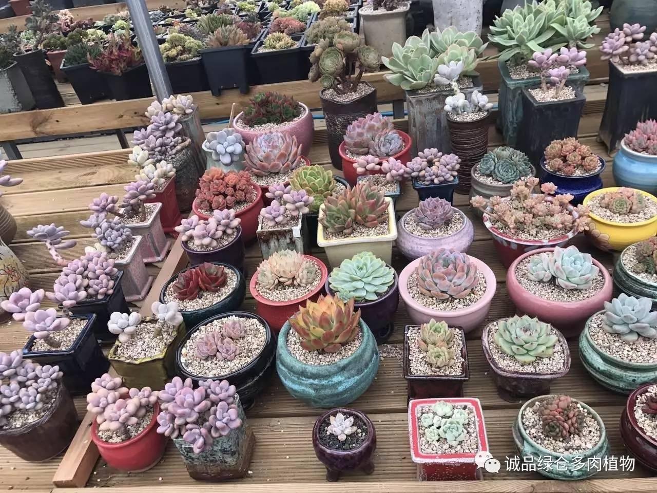 秀肉肉｜本周韩国肉肉直播图集