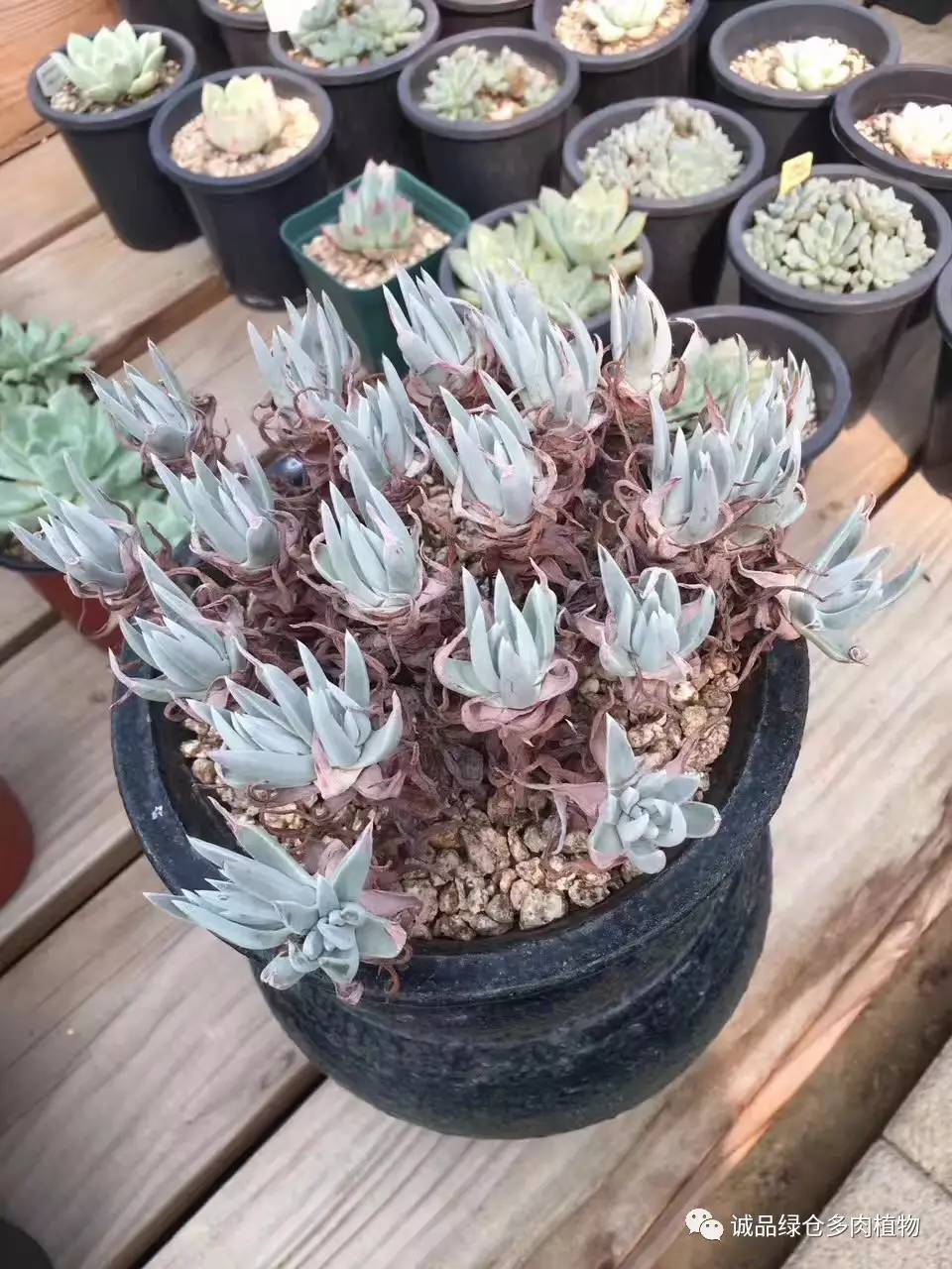 秀肉肉｜本周韩国肉肉直播图集