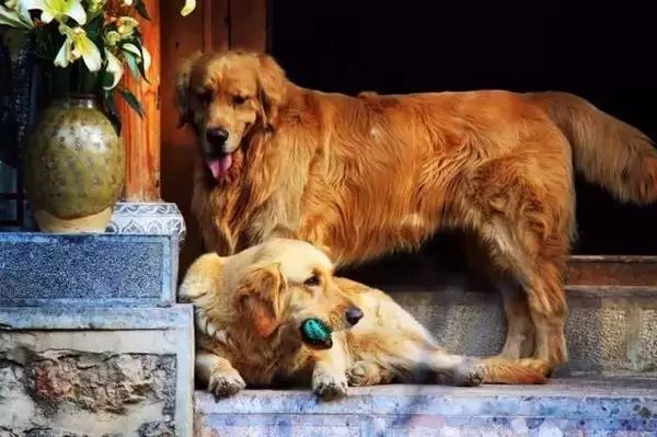 狗狗当销售部老总,狗狗当老板