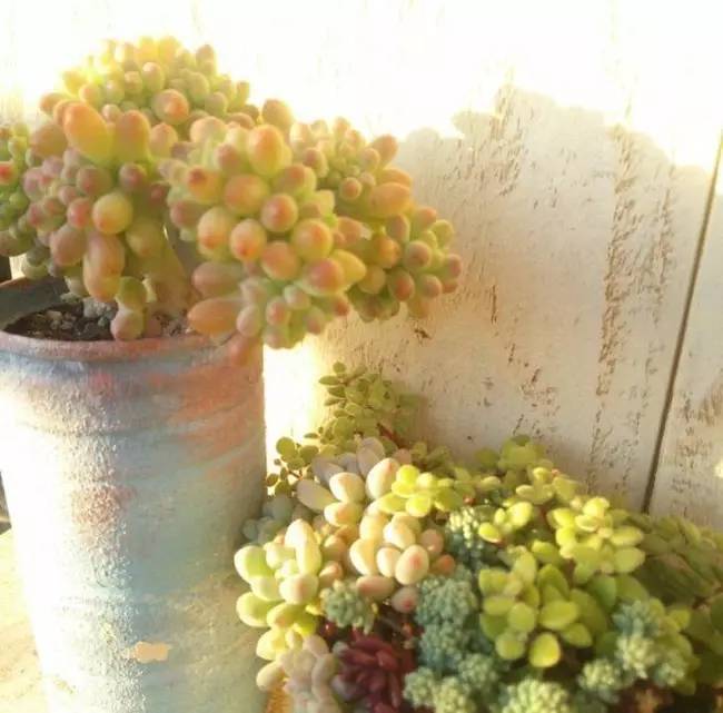 为什么韩国的多肉出名,韩国多肉为什么那么美