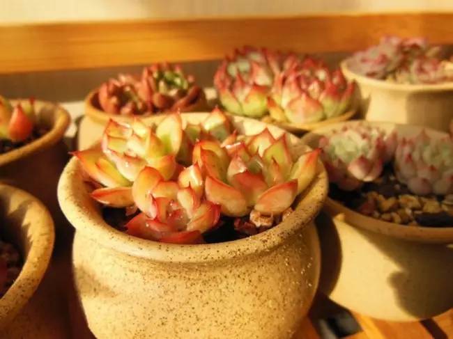 为什么韩国的多肉出名,韩国多肉为什么那么美