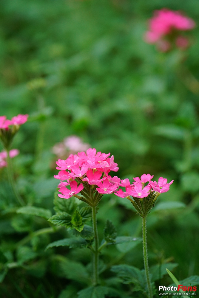 钄″徃batis50-1.4闀滃ご璇勬祴,钄″徃batis18f2.8娴嬭瘎