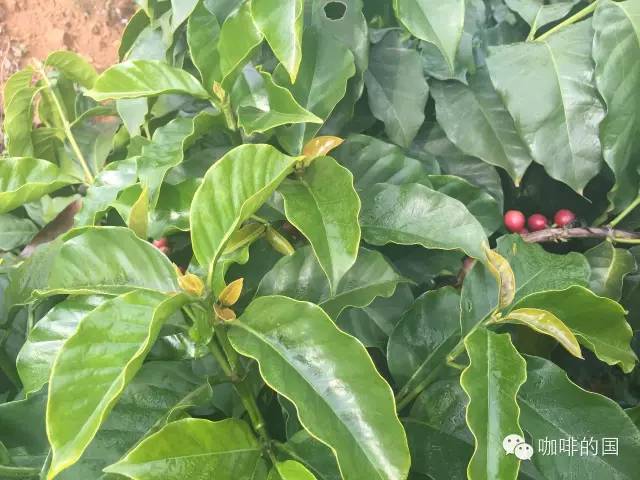 单品咖啡和意式咖啡,咖啡品种科普