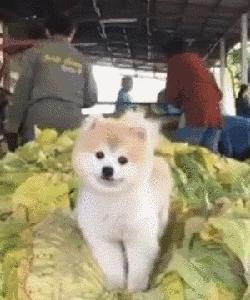 狗狗当销售部老总,狗狗当老板