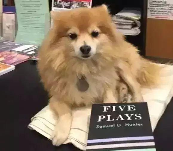 狗狗当销售部老总,狗狗当老板