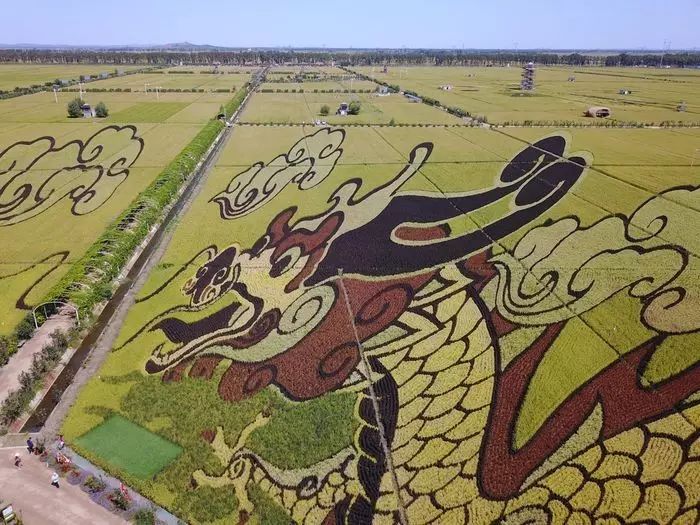 沈阳有稻梦空间吗,沈阳稻梦空间的水稻