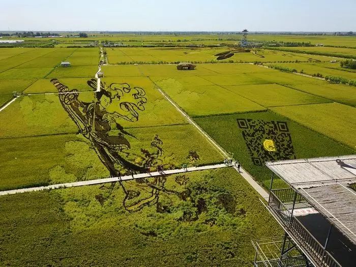 沈阳有稻梦空间吗,沈阳稻梦空间的水稻