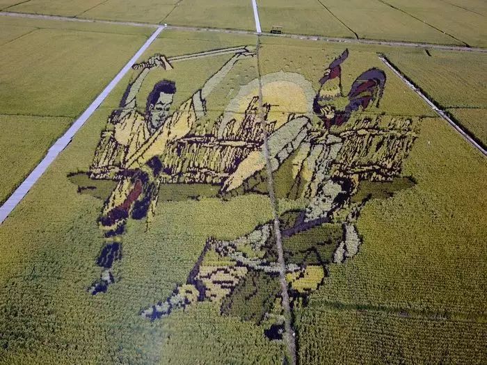 沈阳有稻梦空间吗,沈阳稻梦空间的水稻