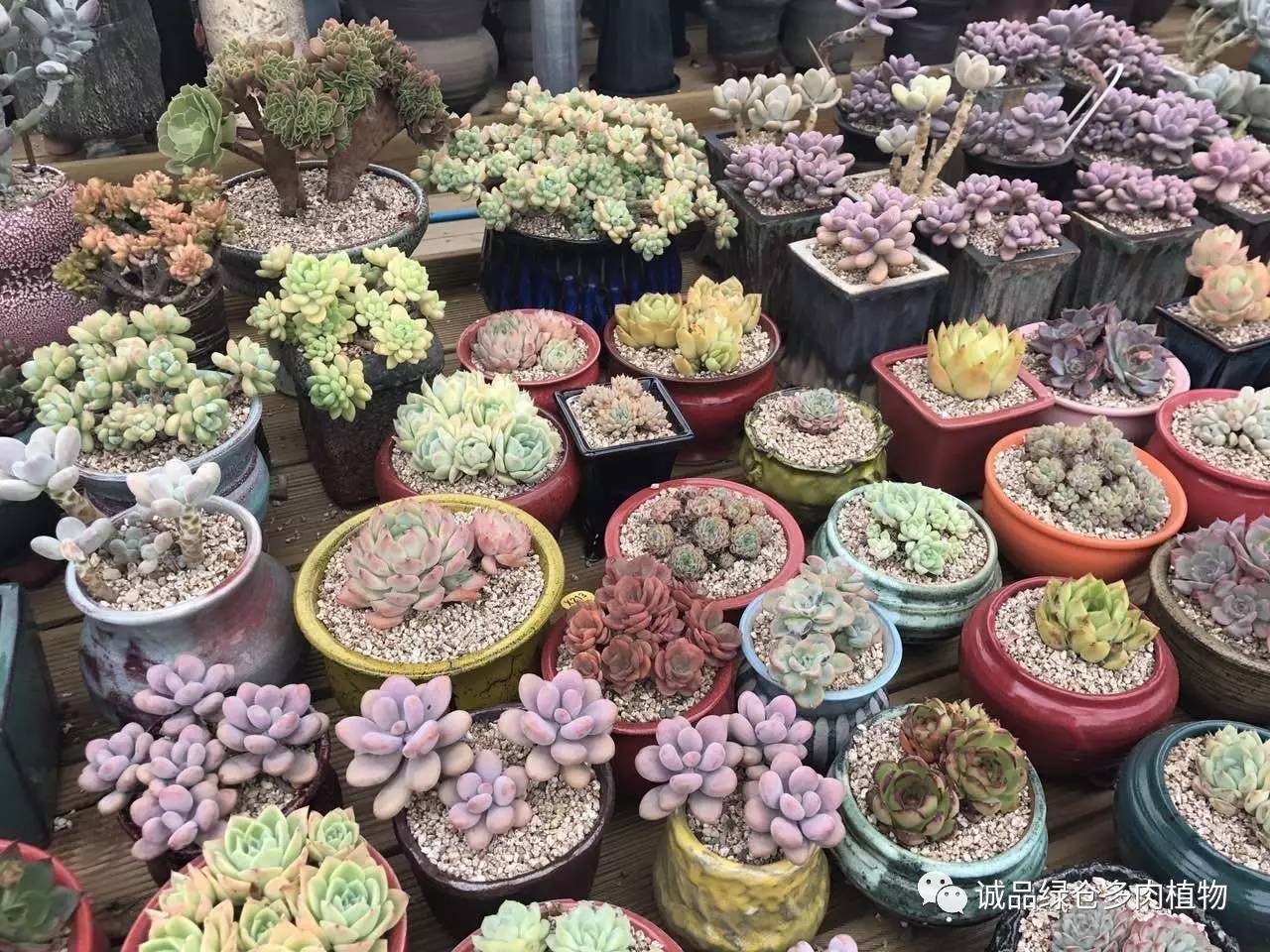 秀肉肉｜本周韩国肉肉直播图集