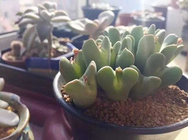 为什么韩国的多肉出名,韩国多肉为什么那么美