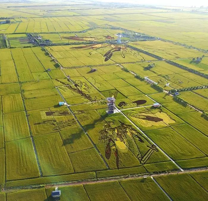 沈阳有稻梦空间吗,沈阳稻梦空间的水稻