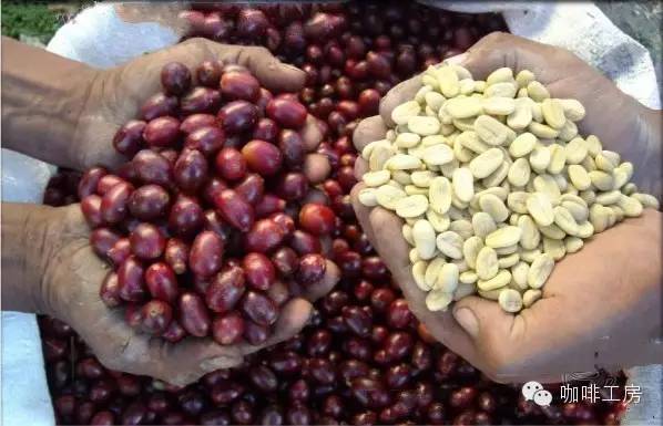 单品咖啡和意式咖啡,咖啡品种科普