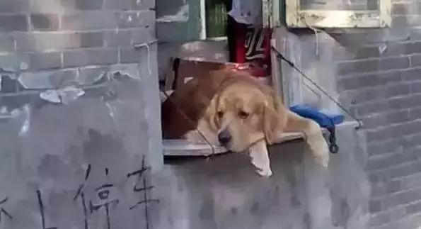 狗狗当销售部老总,狗狗当老板