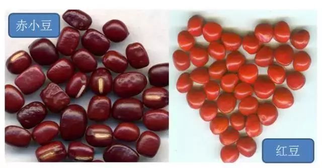 菘蓝花开｜赤小豆——不为相思