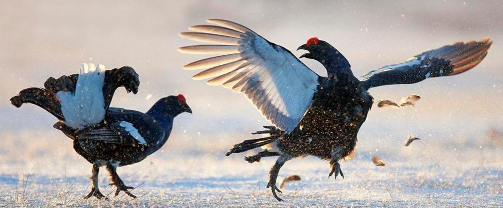 杀鸡发现鸡宝,杀鸡后发现疑似鸡宝