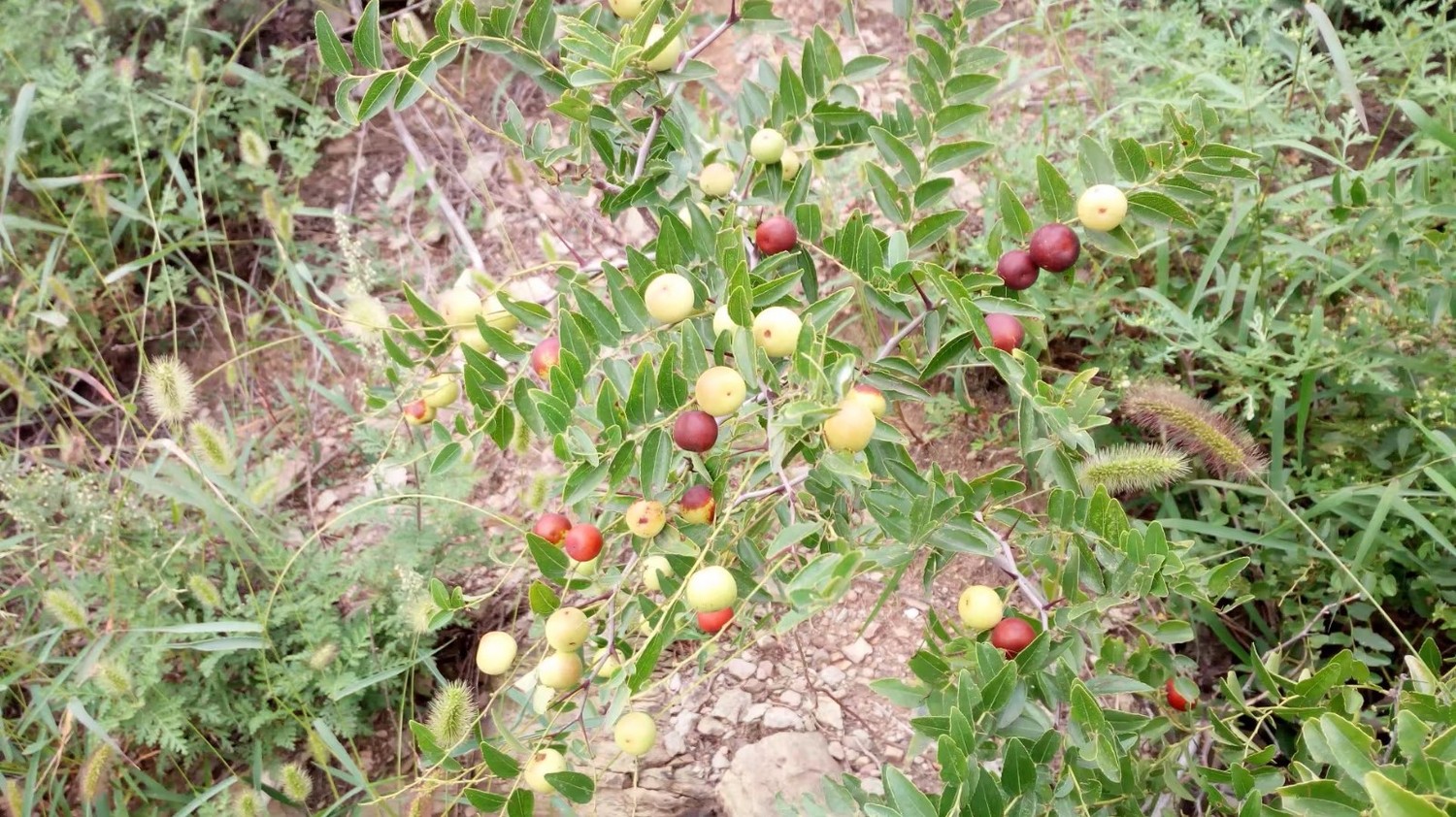 龙泉寺山小环穿——与教师一起爬山庆祝教师节