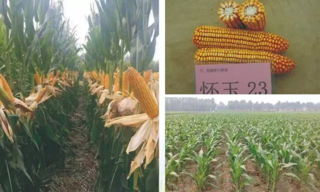 2019年农业部推广的玉米新品种,2022年国家审定的玉米新品种