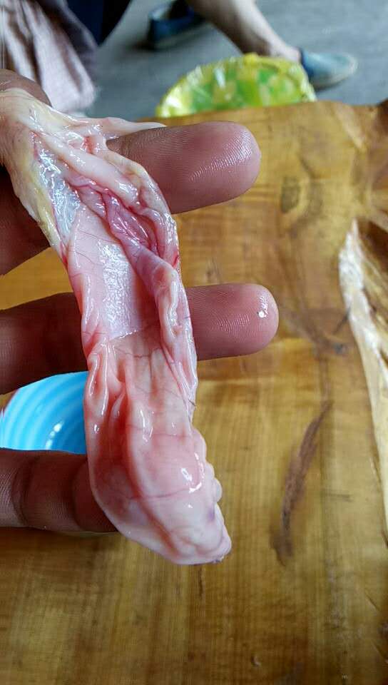 杀鸡发现鸡宝,杀鸡后发现疑似鸡宝