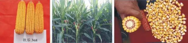 2019年农业部推广的玉米新品种,2022年国家审定的玉米新品种