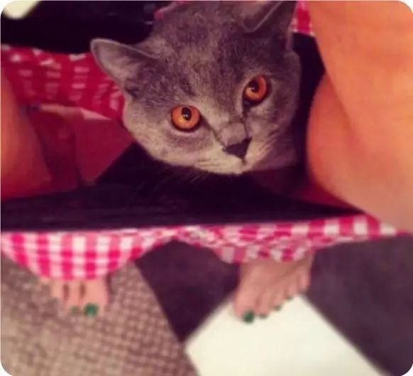 「猫爸百科」喵主子看你上厕所，我想你们是拒绝的！