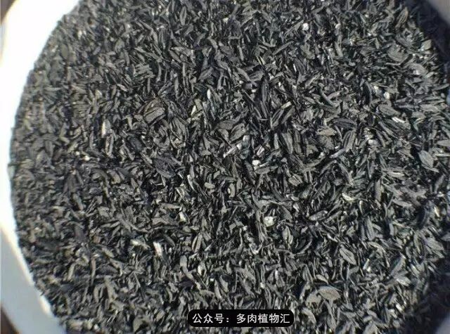 韩国如何养多肉,家庭养多肉用什么施肥