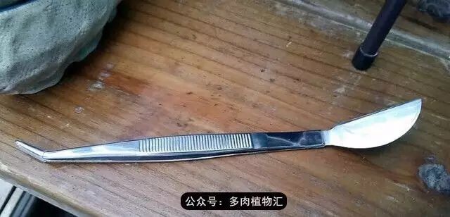 韩国如何养多肉,家庭养多肉用什么施肥