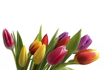 记忆里的花儿歌曲视频,记忆里的花和目前的花