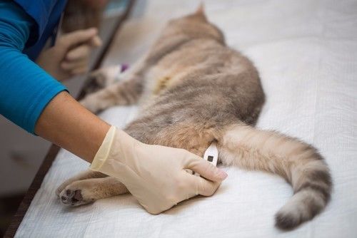 猫耳朵的特别之处,猫耳朵的秘密有多可怕