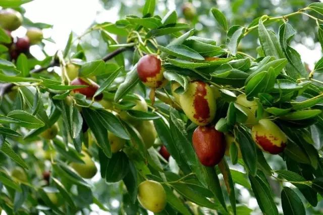 国庆节青岛哪些旅游景点需要预约,青岛景点倒计时