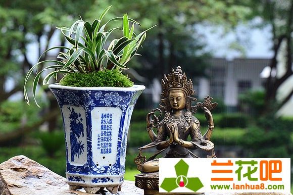 兰花要追求和谐统一