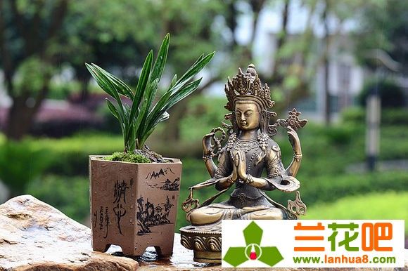 兰花要追求和谐统一