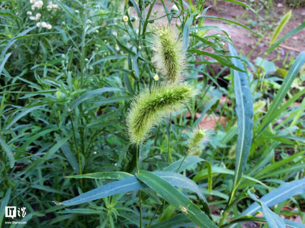 金立m7测评,金立m7好不好用