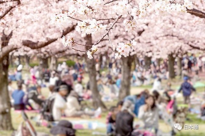 揭秘日本人长寿的真实原因,日本网民谈身为日本人的感受