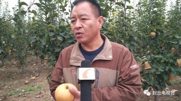 封丘潘店村：晚秋黄梨惹人醉