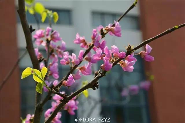 福州一中是全国百强吗,福州一中全国百强校